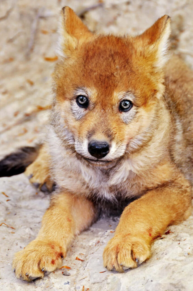 Adorable Wolf Pup Exploring Rugged Wilderness - Nature Wallpaper
