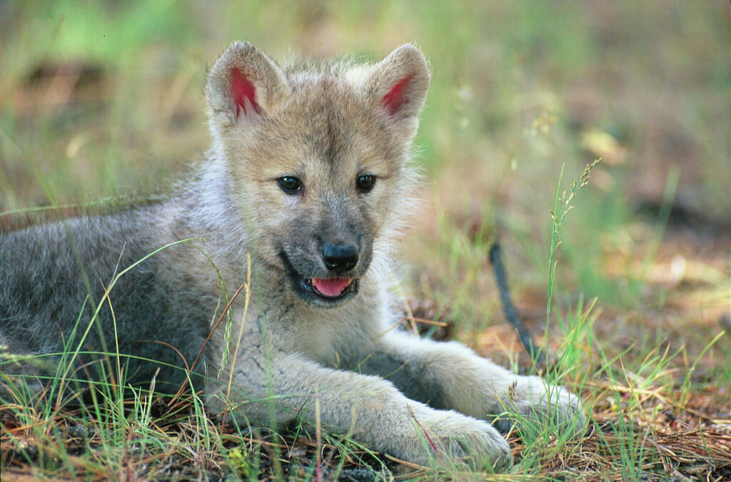 Adorable Wolf Pup Wallpaper: Innocent & Playful in Nature