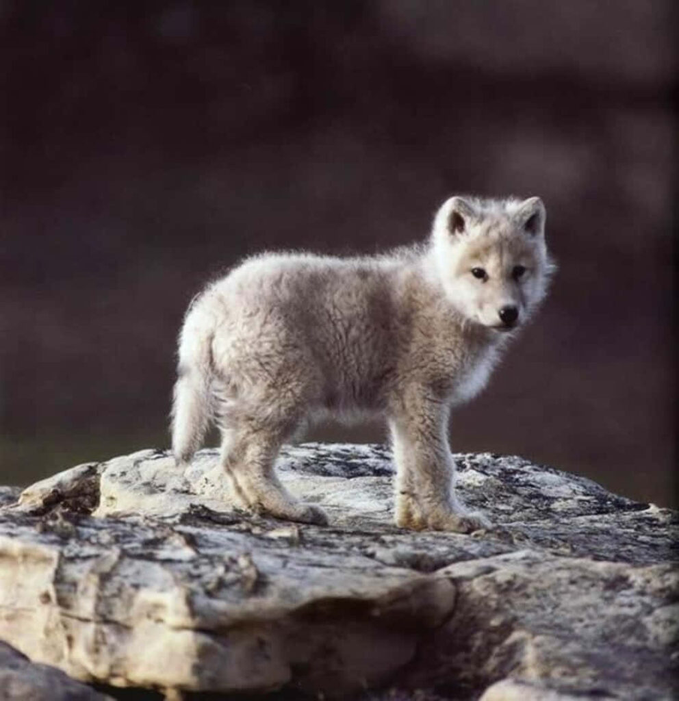 Adorable Wolf Pup Smiling on Rocky Surface - Charming Wallpaper
