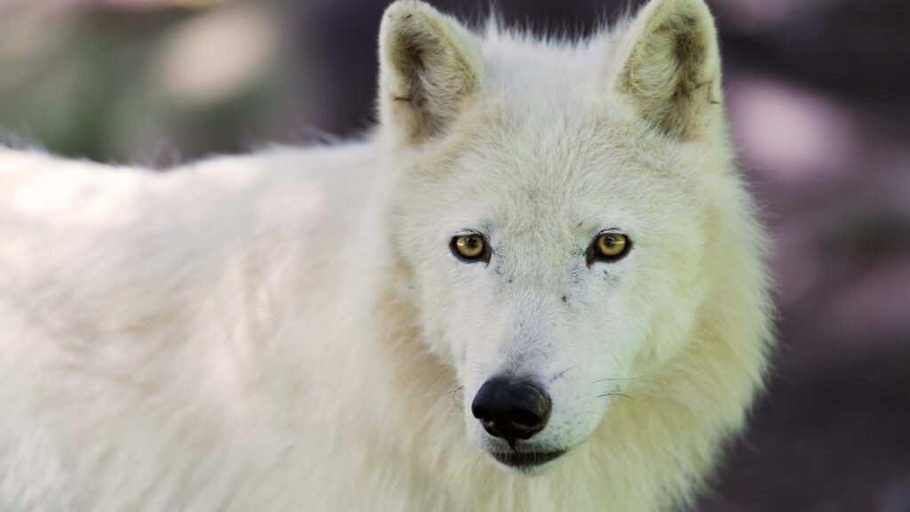 Adorable Wolf Pup Wallpaper: Soft White Fur & Golden Eyes