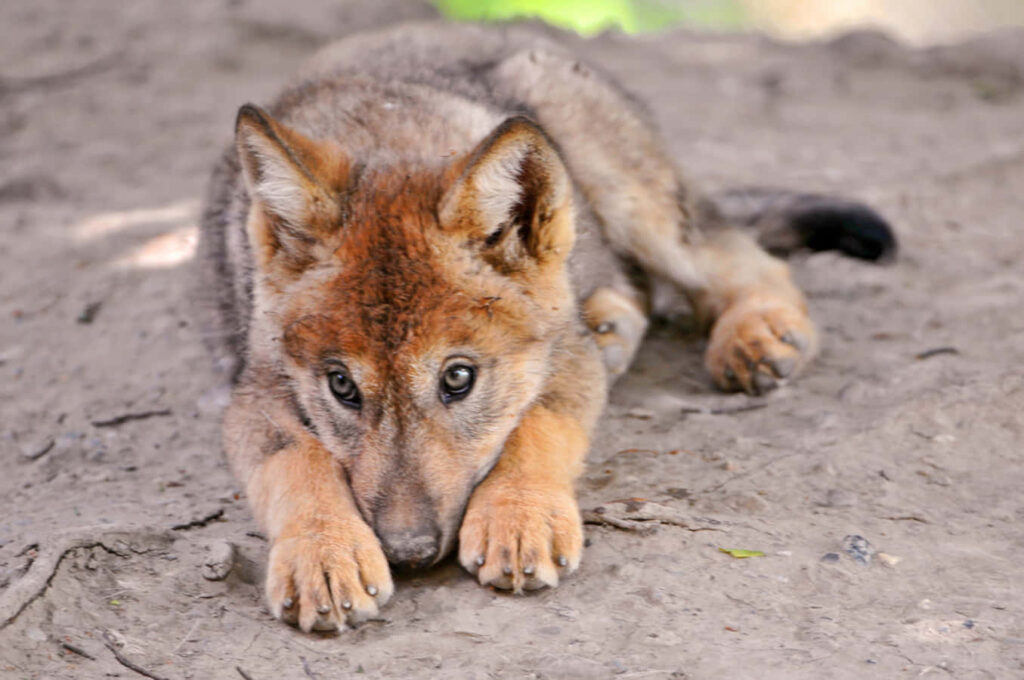 Adorable Wolf Pup Resting in Natural Habitat - Serene Wallpaper