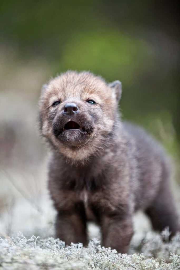 Adorable Wolf Pup Wallpaper in a Natural Setting - Enchanting Image