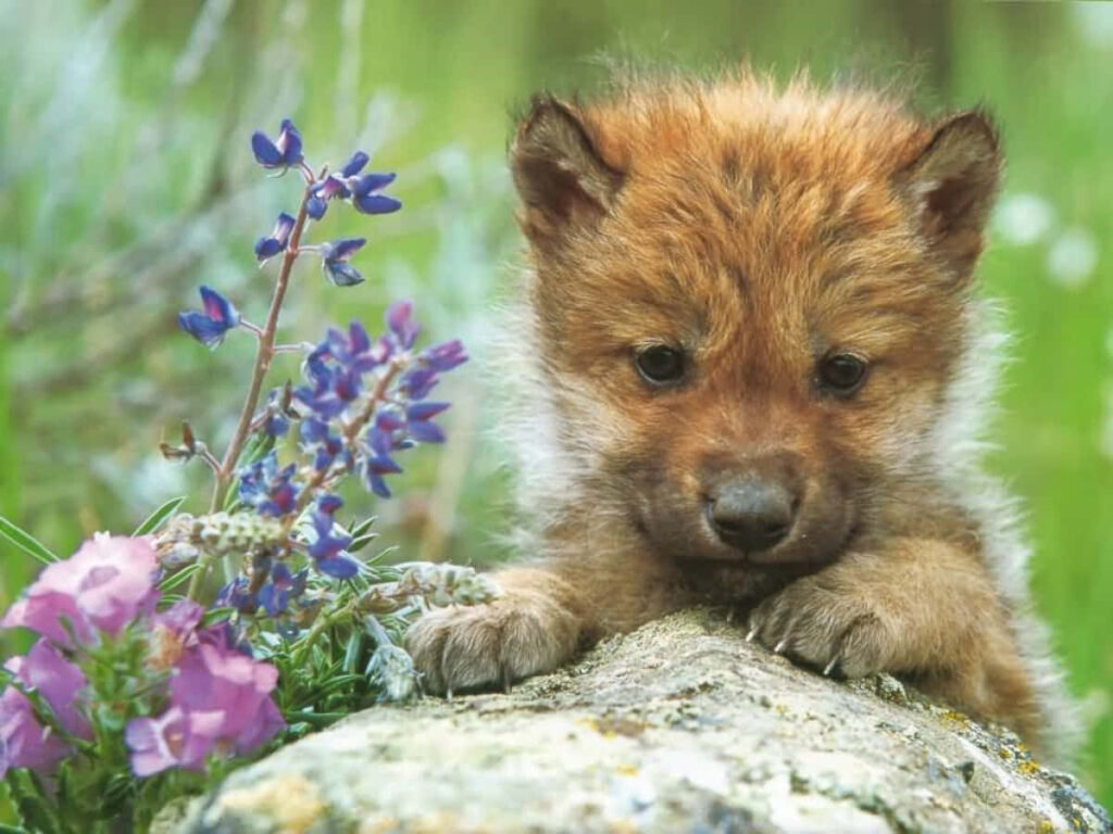 Charming Wolf Pup Surrounded by Colorful Wildflowers Wallpaper