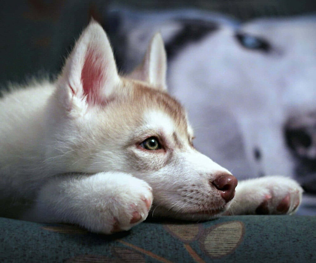 Curious Wolf Pup Wallpaper: Serene Scene of Youthful Exploration
