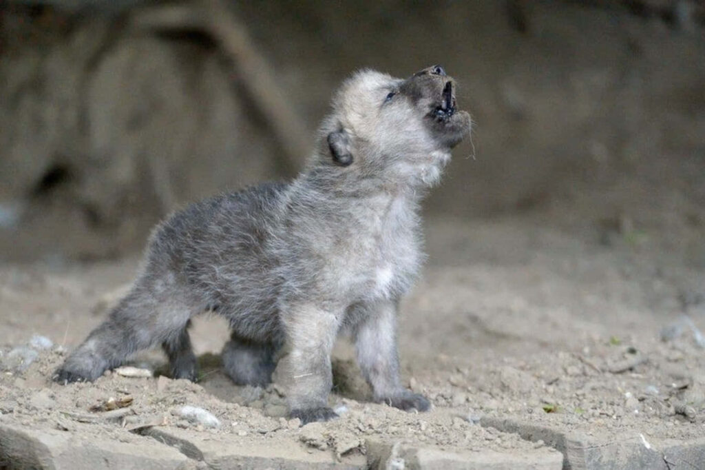 Curious Wolf Pup in Rustic Natural Setting - Earthy Wallpaper