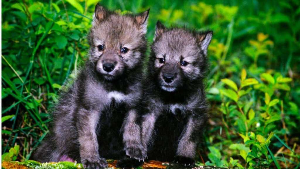 Adorable Wolf Pups Exploring Lush Forest - Wildlife Wallpaper
