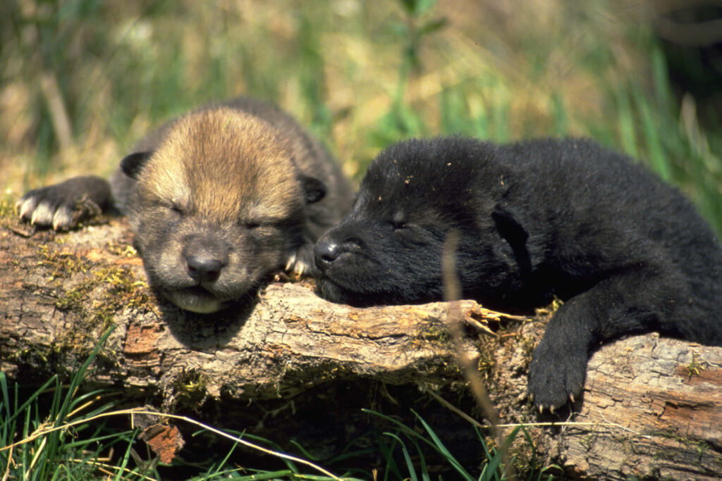 Adorable Wolf Pups on Log: Serene Wildlife Wallpaper Background