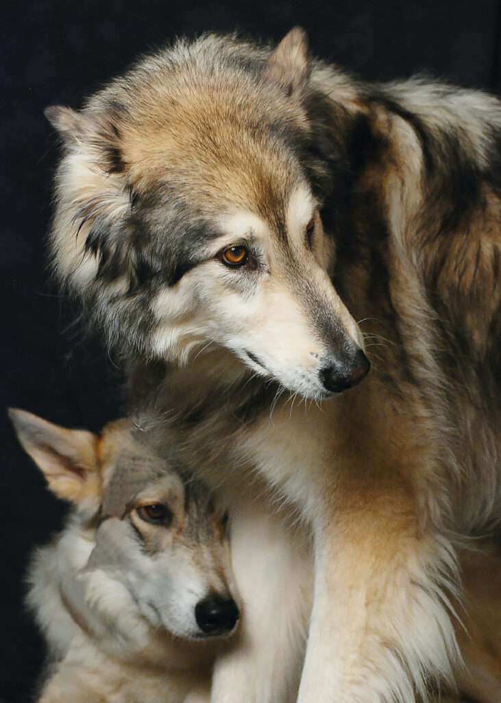 Adorable Wolves with Luscious Fur on Black Background Wallpaper