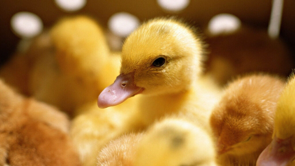 Charming Yellow Duckling Wallpaper: Cozy & Cheerful Background