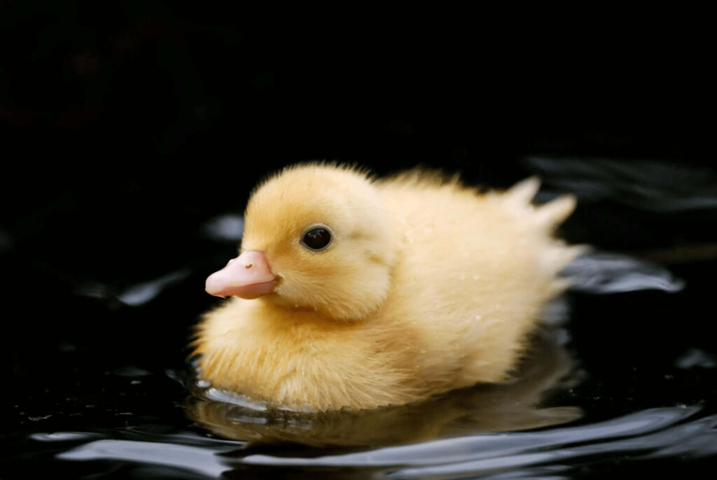 Adorable Yellow Duckling Swimming in Dark Reflective Water Background Wallpaper