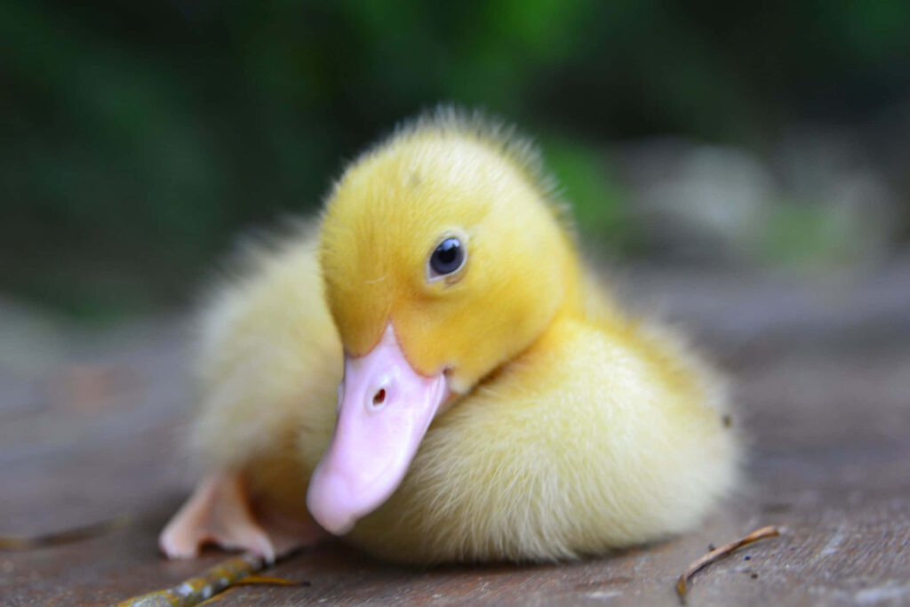 Adorable Yellow Duckling Wallpaper: Nature's Warmth for Your Screen