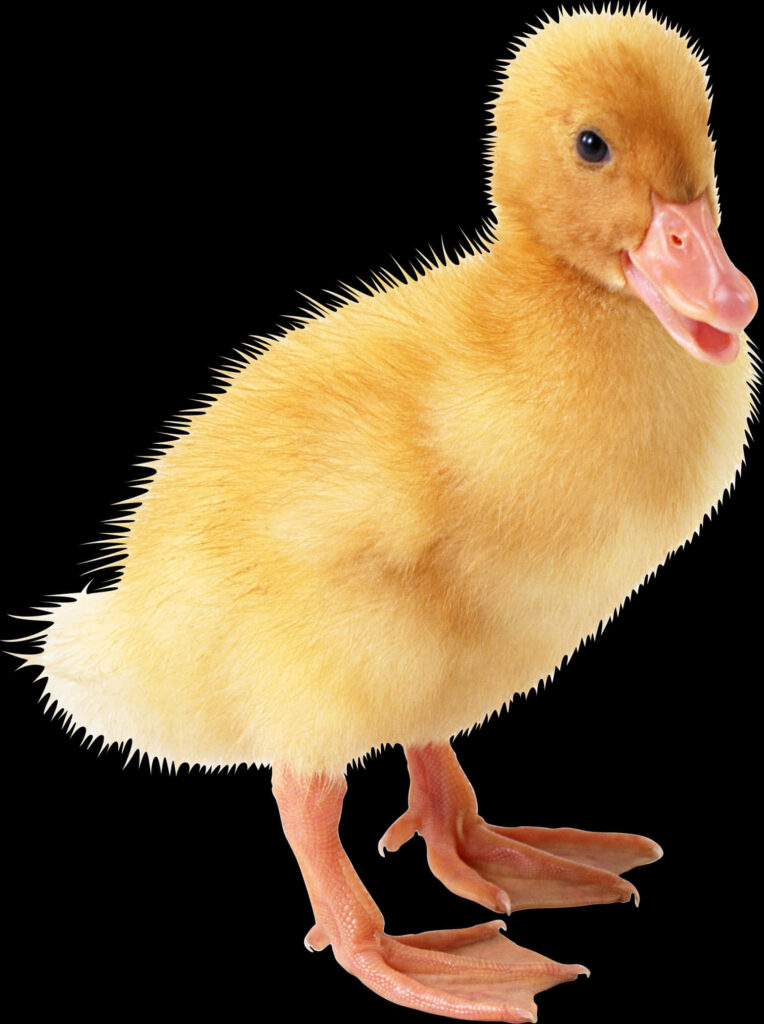 Charming Yellow Duckling Wallpaper on Sleek Black Background
