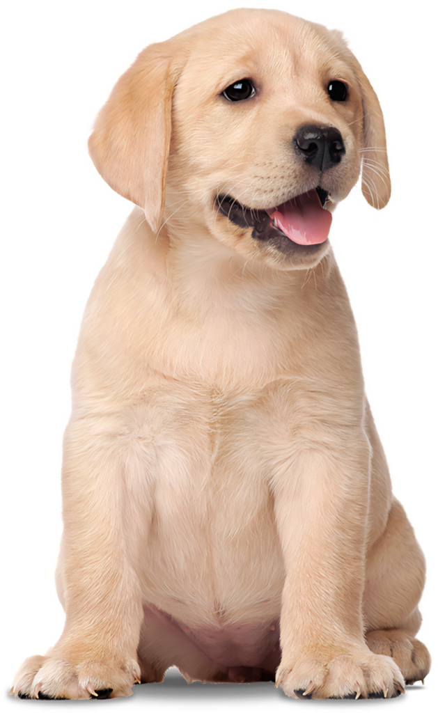 Joyful Yellow Labrador Puppy Wallpaper - Cute & Playful PNG Background