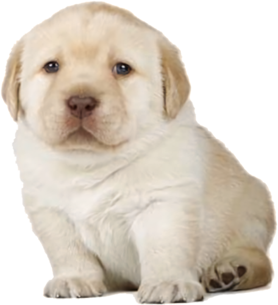 Adorable Yellow Labrador Puppy Wallpaper - Cute & Heartwarming Background