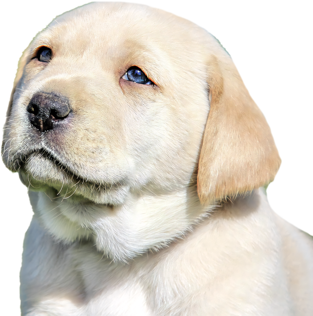 Adorable Yellow Labrador Puppy Wallpaper for Cozy Ambiance