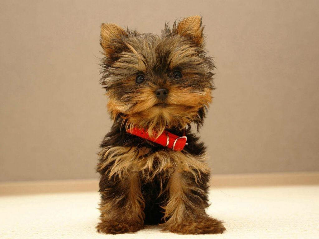 A Darling Yorkshire Pup with a Red Dog Tag - Charming Puppy Wallpaper