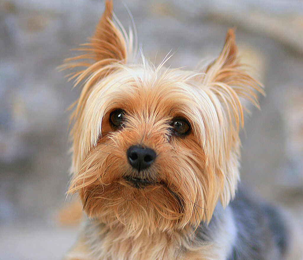 Adorable Yorkshire Terrier Close-Up Wallpaper with Soft Fur