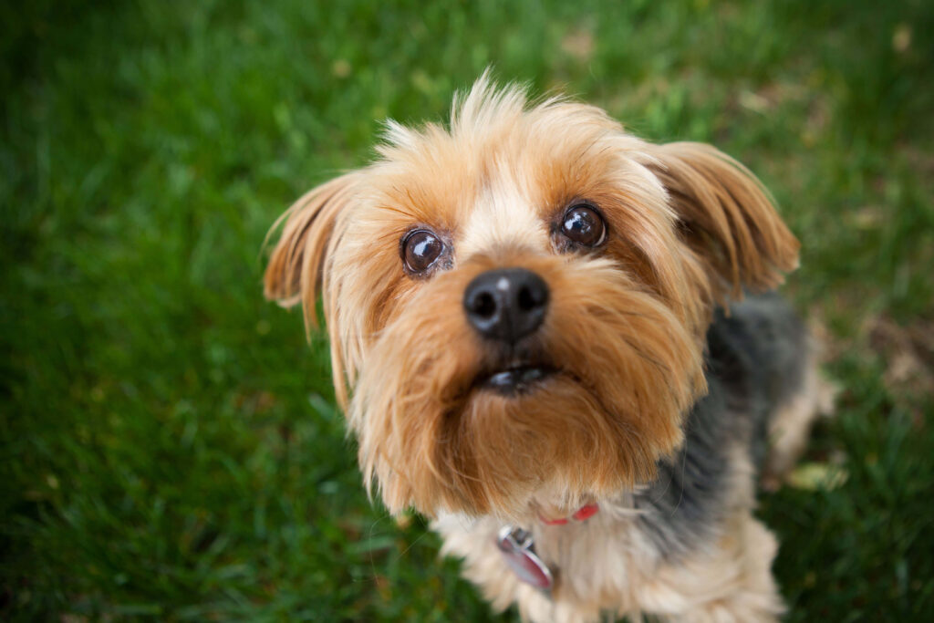 Adorable Yorkshire Terrier Close-Up | Expressive Eyes Wallpaper
