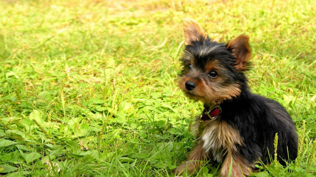 Adorable Yorkshire Terrier Puppy on Lush Grass - Outdoor Wallpaper