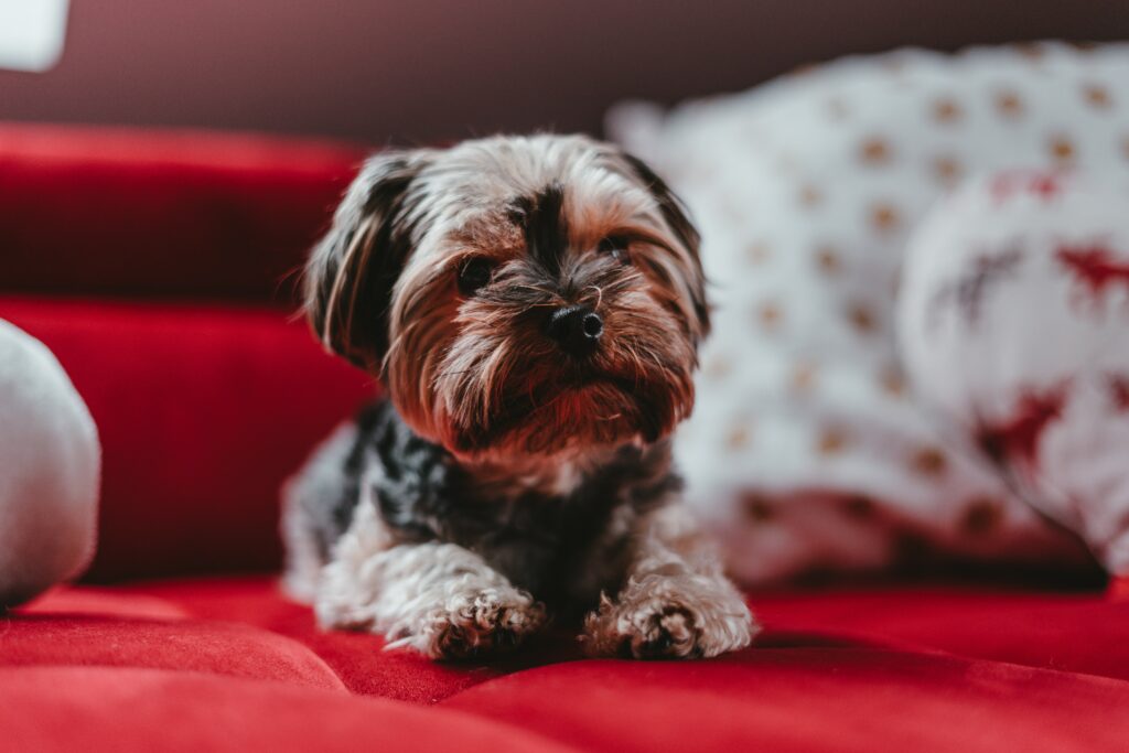Adorable Yorkshire Terrier Puppy Wallpaper - Cute & Fluffy Background