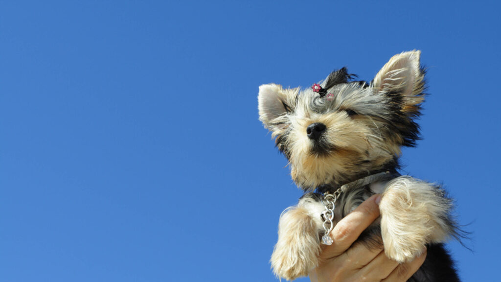 Adorable Yorkshire Terrier Wallpaper Against Clear Blue Sky