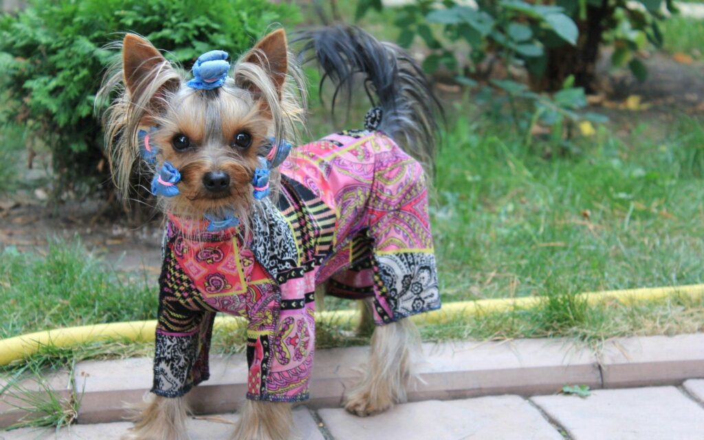 Charming Yorkshire Terrier in Colorful Costume: Lush Garden Wallpaper
