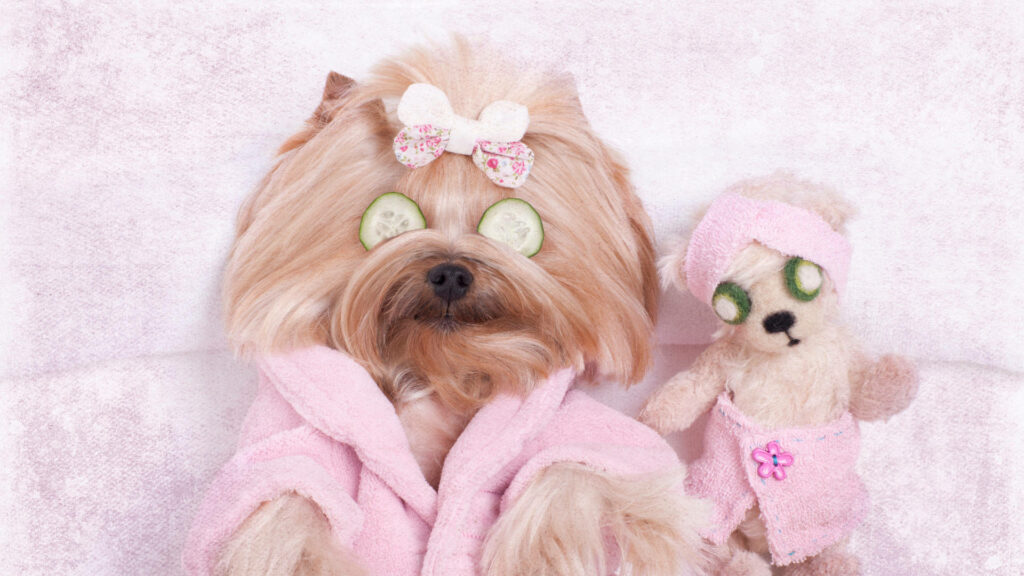 Yorkshire Terrier in Pink Robe & Bow: Spa Vibes Wallpaper