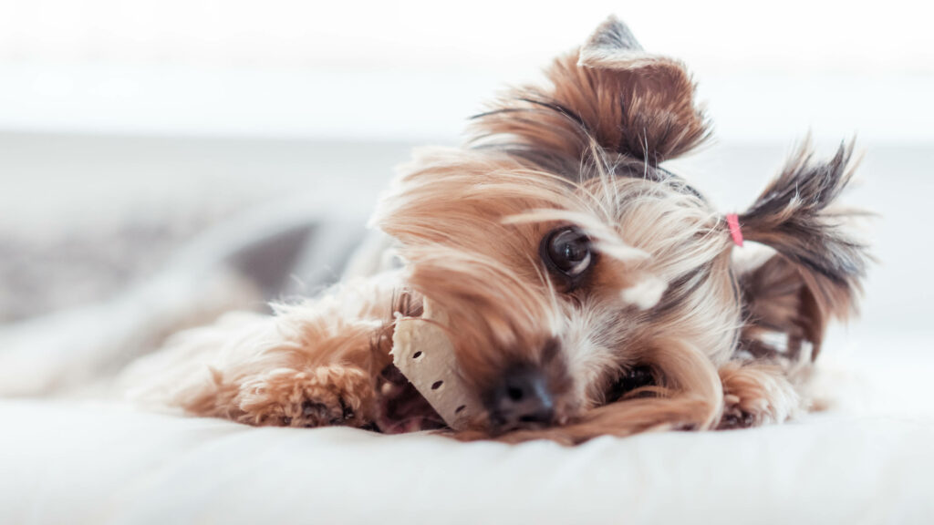 Adorable Yorkshire Terrier with Ponytail - Heartwarming Wallpaper Background