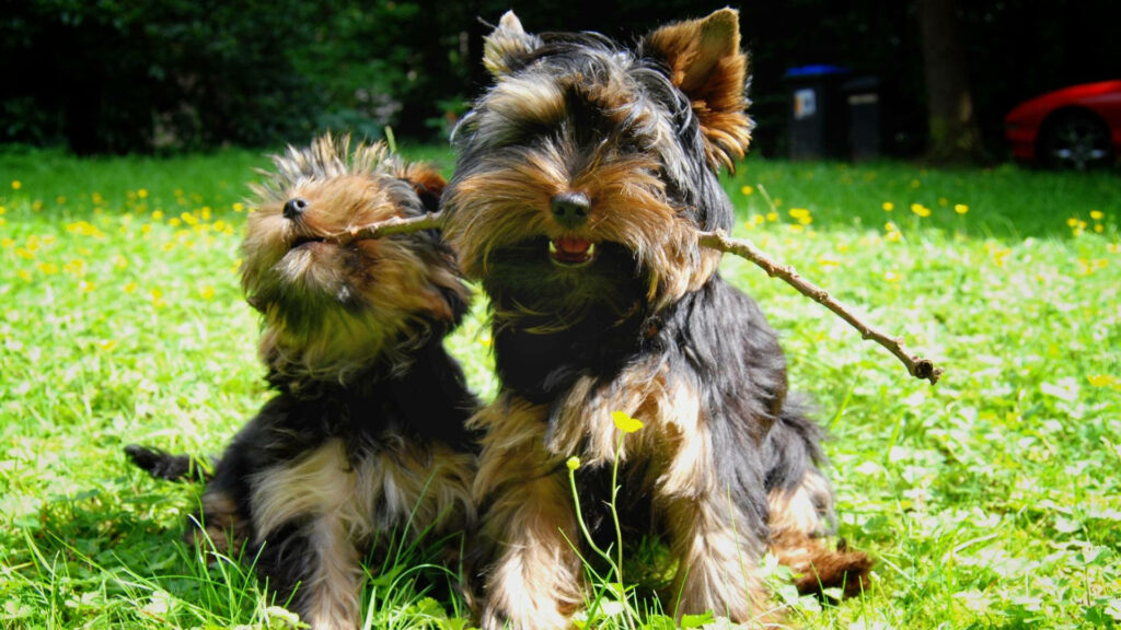 Playful Yorkshire Terriers with a Stick - Lush Green Wallpaper