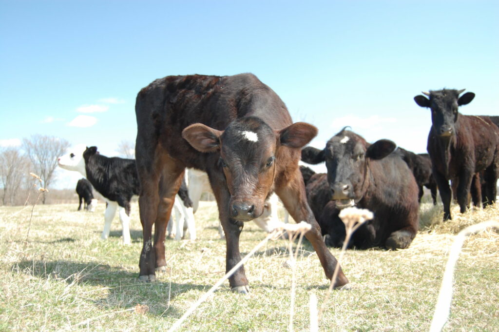 Majestic Young Dairy Calf: A Serene Scene on the Farm Wallpaper