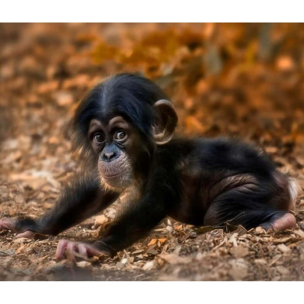 Curious Young Chimpanzee on Autumn Leaves - Nature Wallpaper
