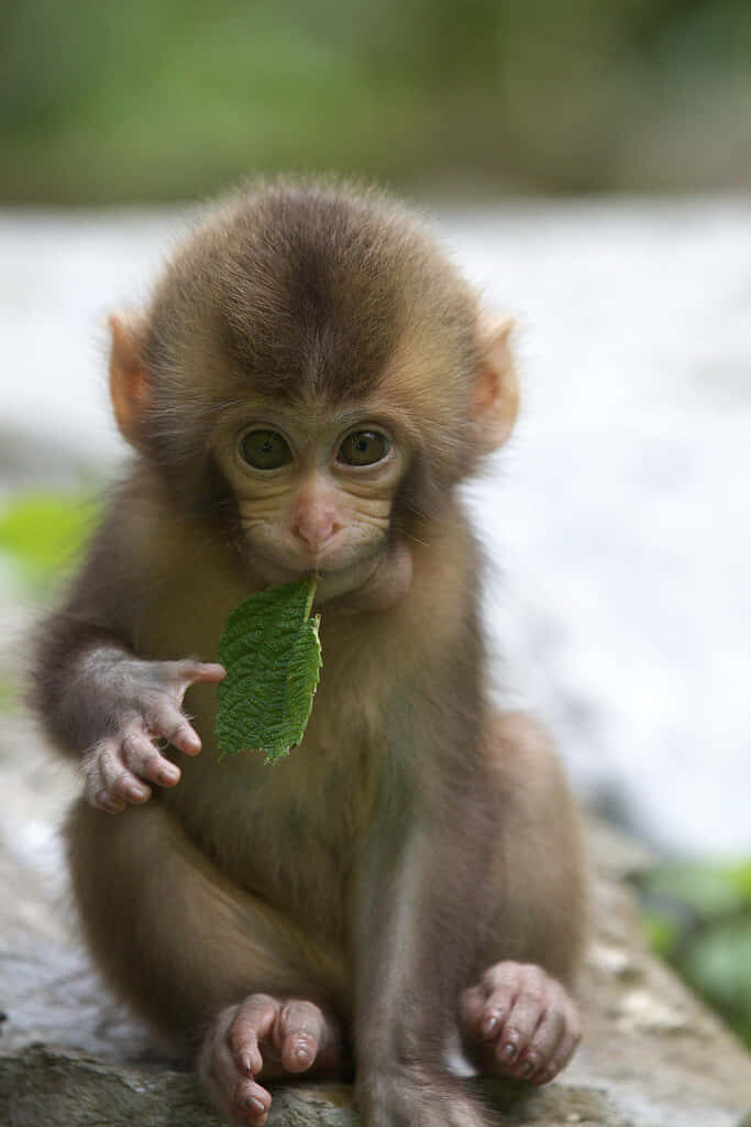 Adorable Young Monkey with Leaf in Serene Natural Background Wallpaper