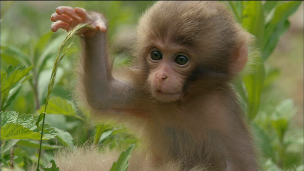Charming Young Monkey in Lush Green Setting - Playful Wallpaper
