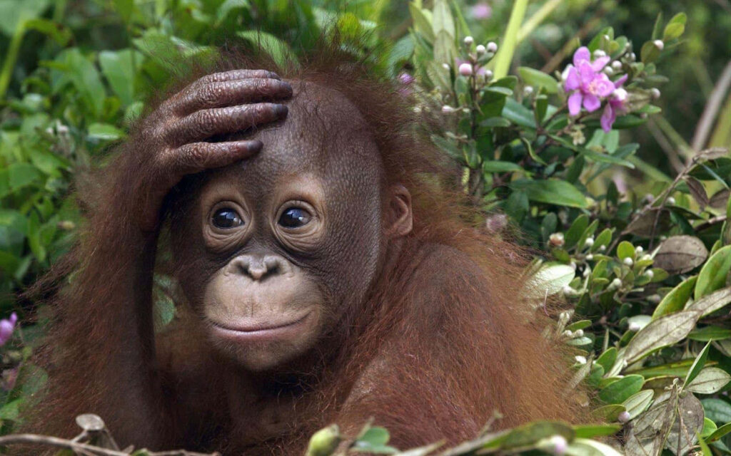 Adorable Young Orangutan Wallpaper: Playful Nature Scene