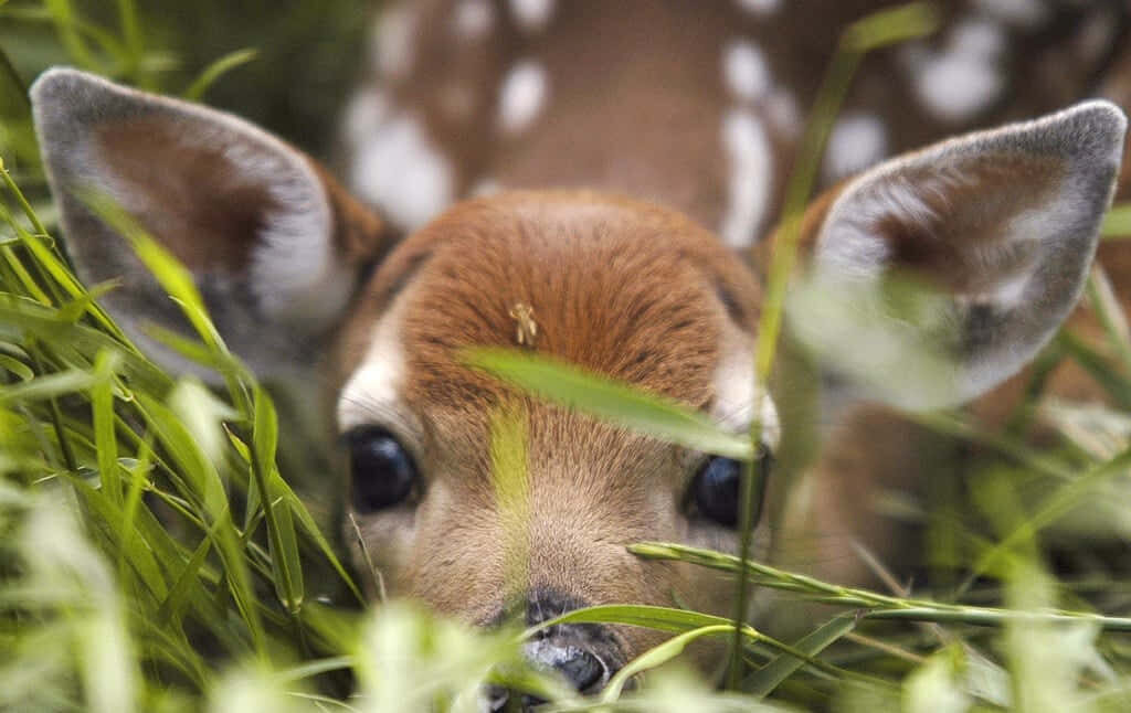 Adorable Young Roe Deer in Lush Green Grass - Cute Animal Wallpaper