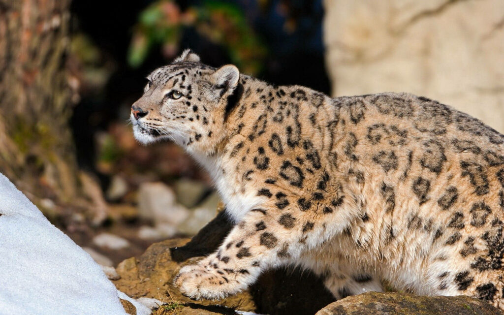 Snowy Ground Stalker: HD Wallpaper of a Cute and Chubby Spotted Leopard patiently awaiting its next meal