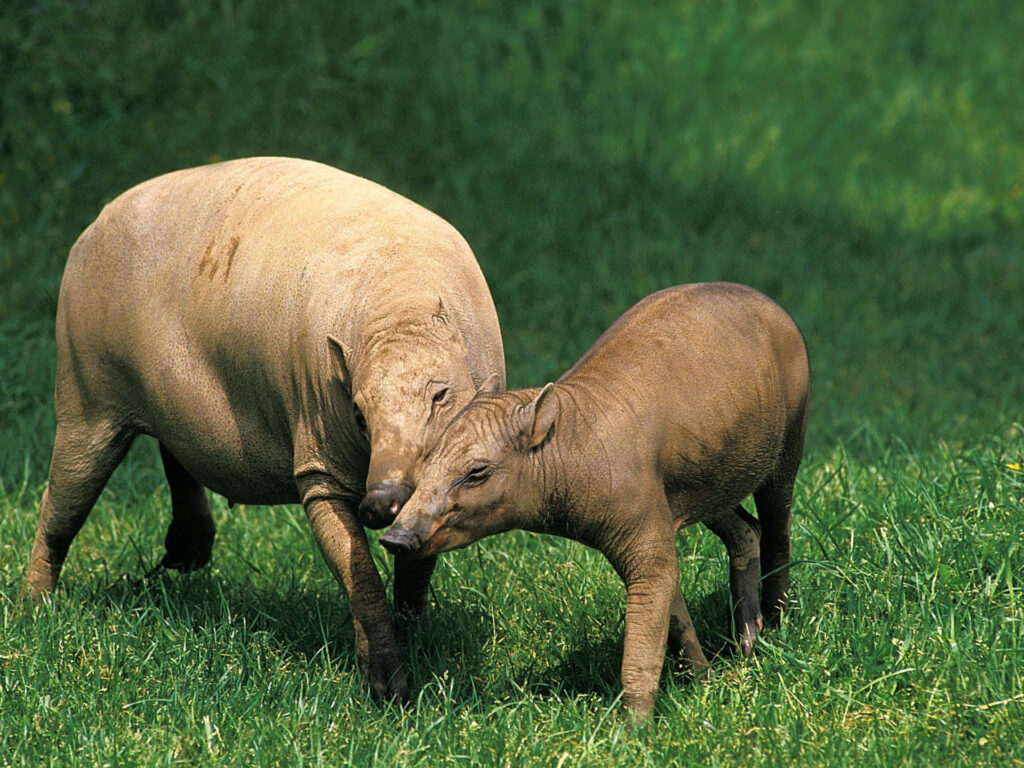 Adult babirusa and young grazing on green field showcasing unique appearance and bond Wallpaper