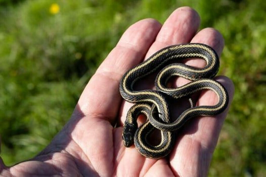 Adult Common Garter Snake Wallpaper: Stripes on Lush Green Background