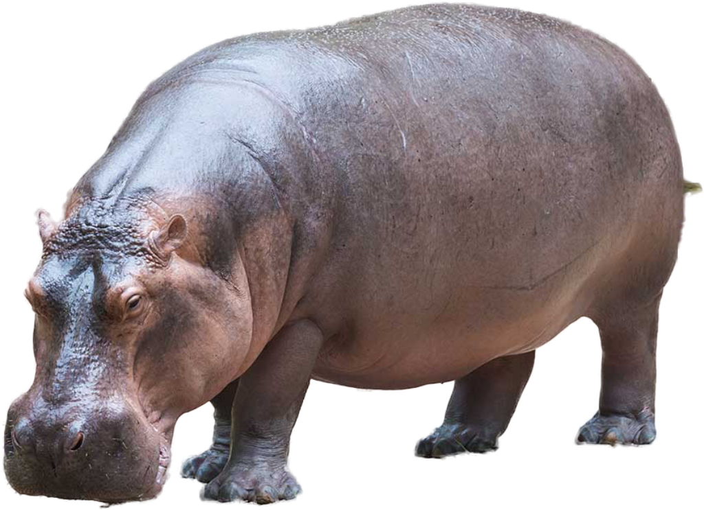 Adult Hippopotamus on Transparent Background: Detailed Texture Showcase Wallpaper