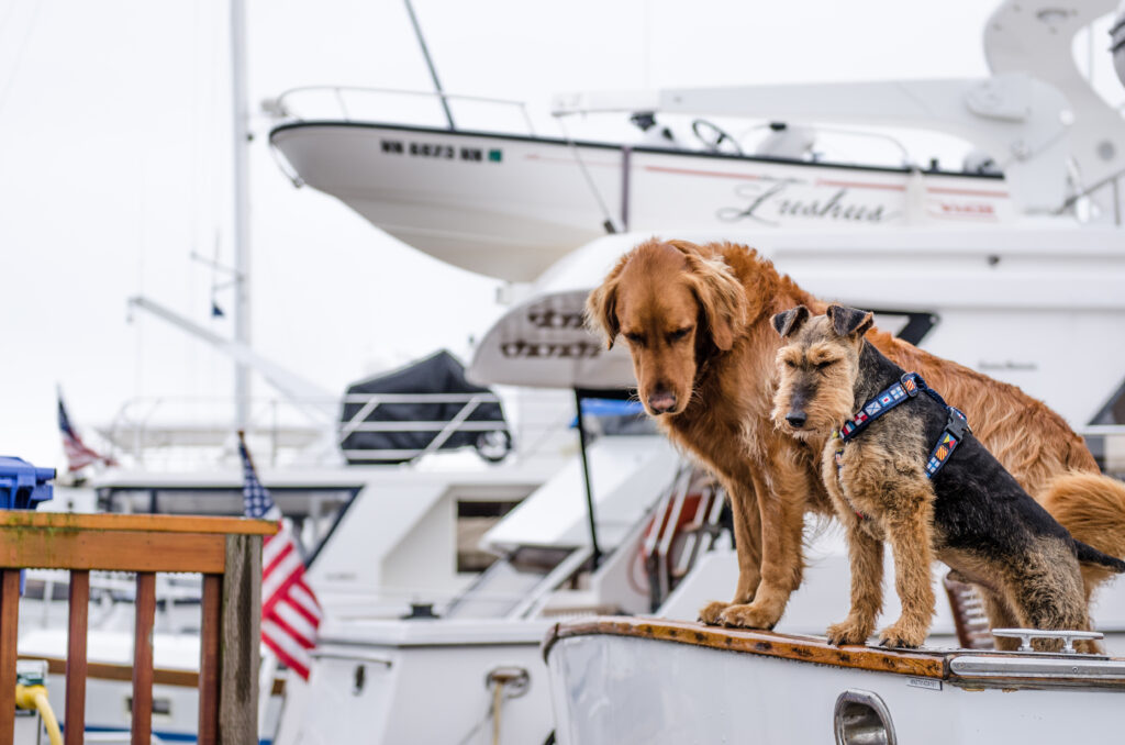 Two Dogs on a Boat: Adventure in a Marina Setting Wallpaper