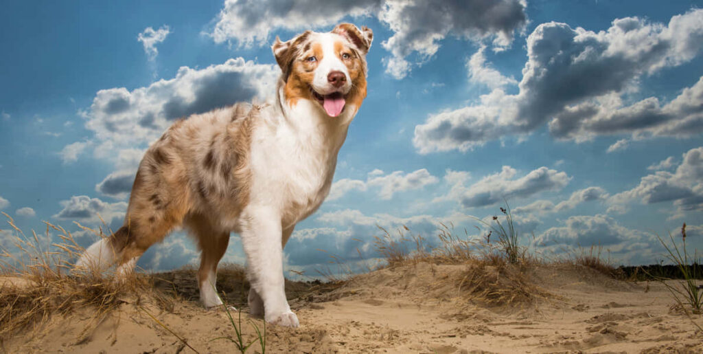 Vibrant Australian Shepherd in Desert with Dynamic Clouds and Blue Sky Wallpaper