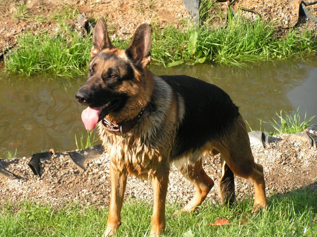 Adventurous German Shepherd by River: Wet Fur & Lush Green Background Wallpaper