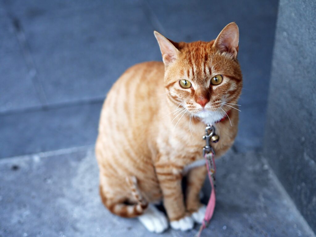 Cute Striped Cat on Leash Ready for Adventure - Gray Background Wallpaper