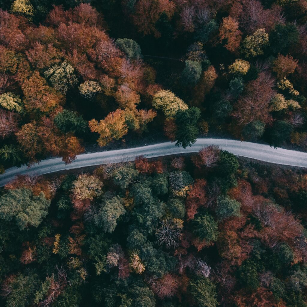 Aerial view of winding road through dense autumn forest with vibrant green orange and brown treetops Wallpaper