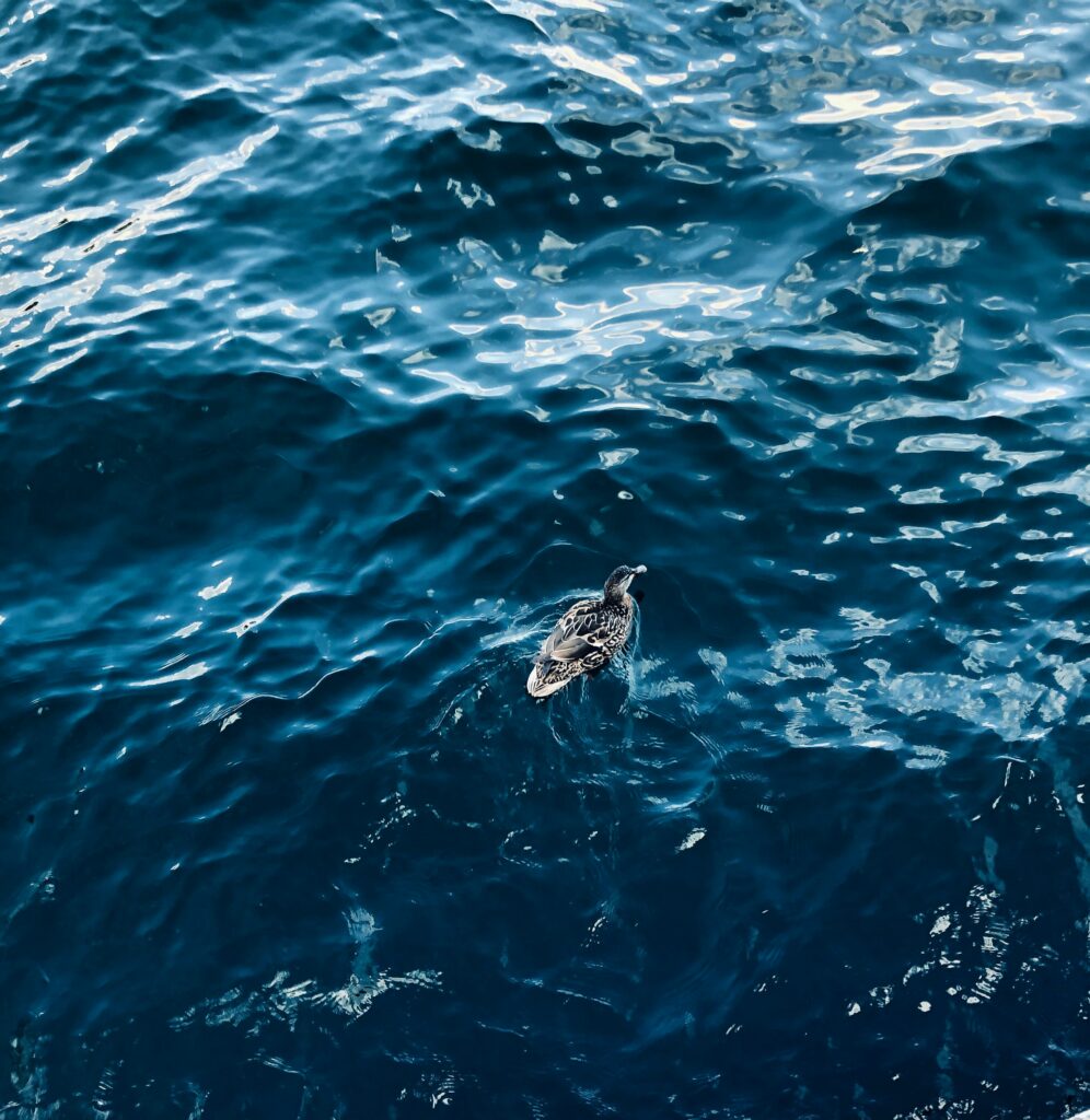 Serene Aerial Duck Gliding on Deep Blue Water - Nature's Beauty Wallpaper