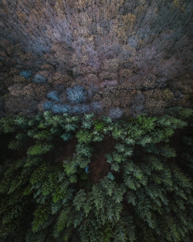 Aerial view of dense forest with vibrant green conifers and leafless trees natural textures wallpaper