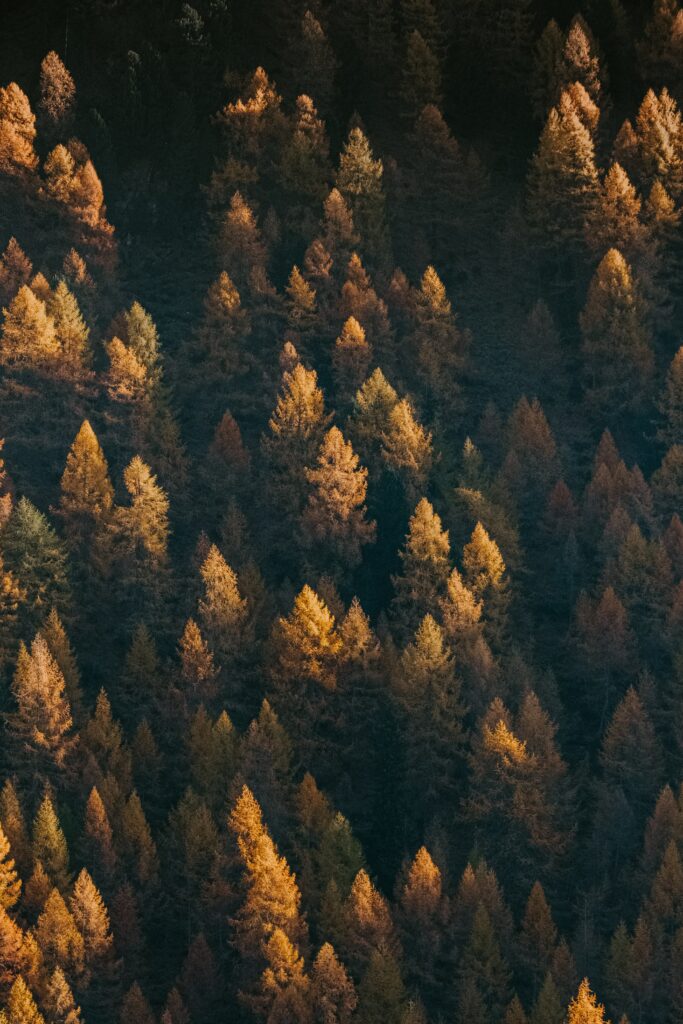 Aerial view of dense coniferous forest with vibrant autumn treetops in golden and green tones Wallpaper