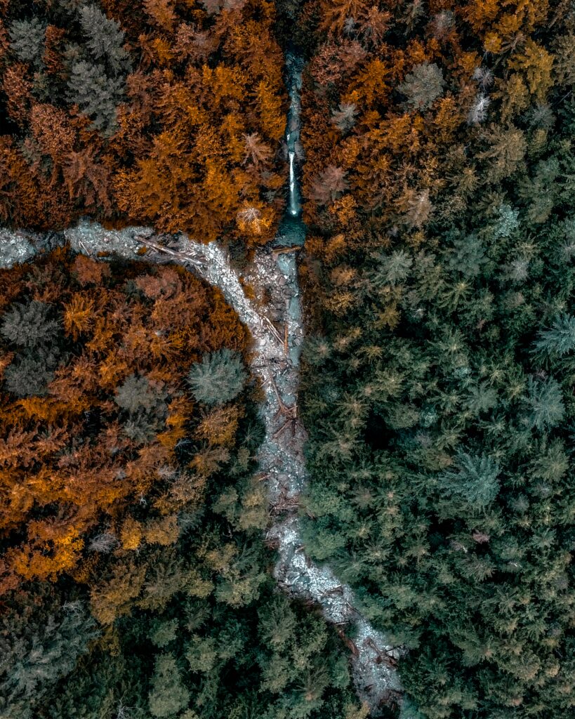 Aerial view of dense forest and winding river with vibrant autumn orange and green trees wallpaper