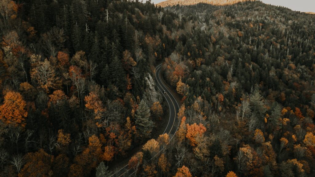 Aerial view of winding road through vibrant autumn forest with orange yellow and green trees Wallpaper