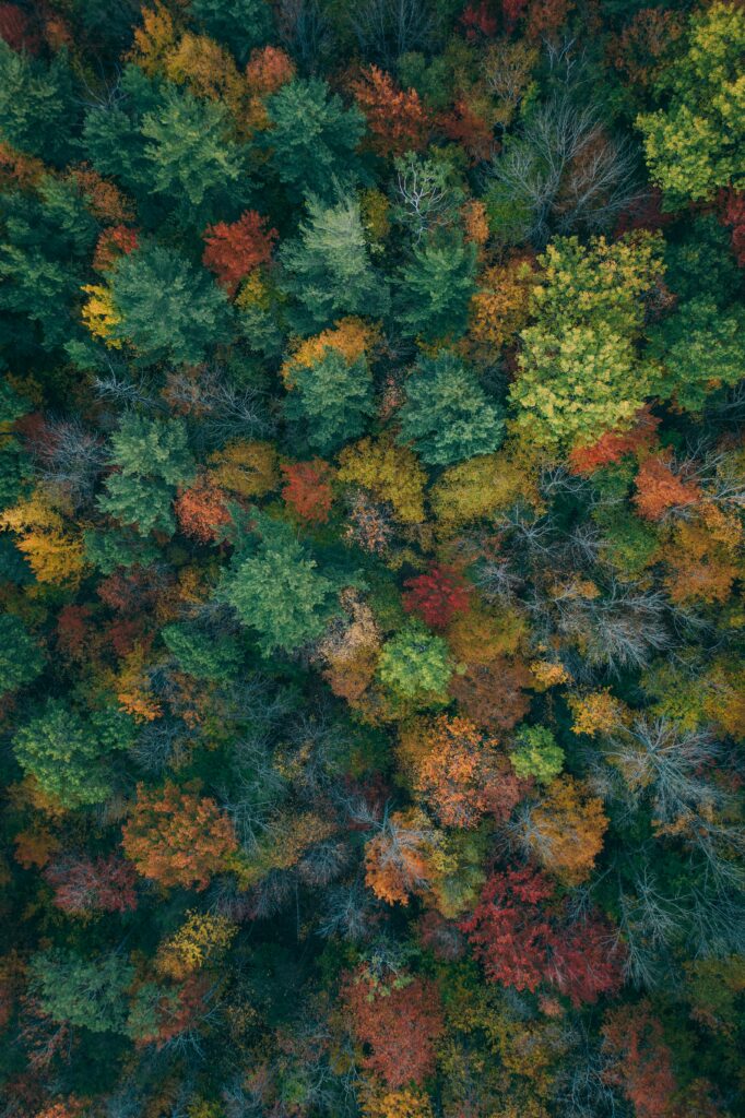 Aerial view of dense forest with vibrant autumn colors of green orange red and yellow foliage Wallpaper